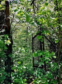 Plants and trees in forest