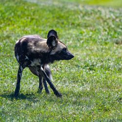 Black dog running in grass