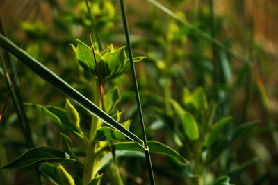 Close-up of crops growing on field