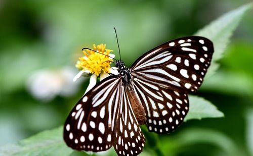 Close-up of butterfly pollinating on flower