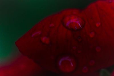 Close-up of red rose over black background