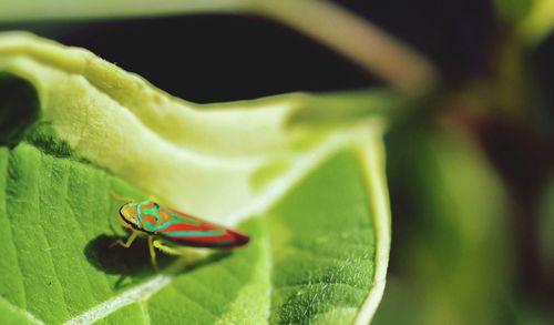 Close-up of insect on leaf