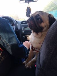 Dog looking at camera