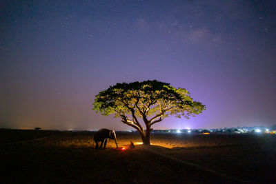 View of tree on field against sky at night