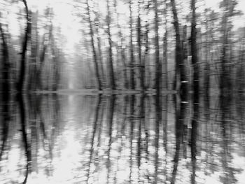 Full frame shot of trees in forest