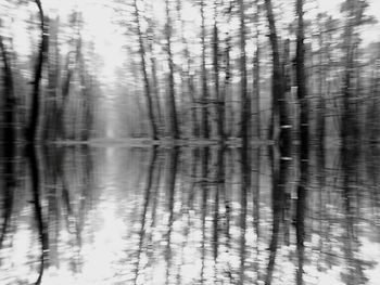 Full frame shot of trees in forest