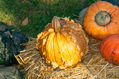 High angle view of pumpkins on farm