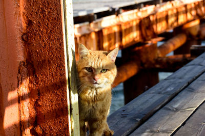 Portrait of cat sitting on wood