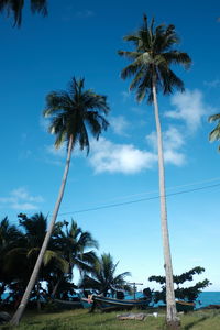 palm tree