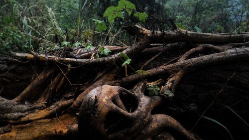 Close-up of fallen tree in forest