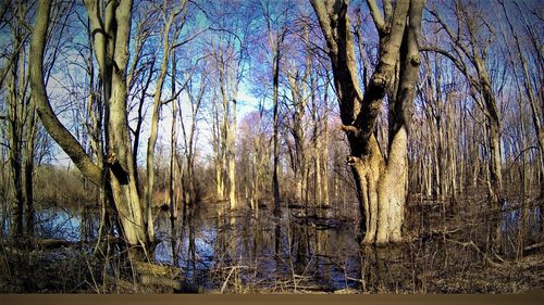 Reflection of trees in lake against sky