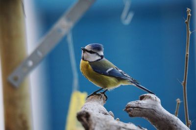 Close-up of bird perching outdoors