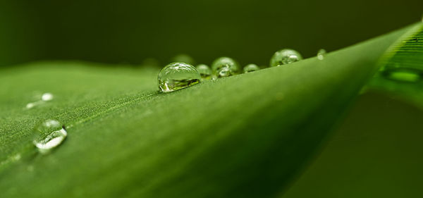 Close-up of wet leaf