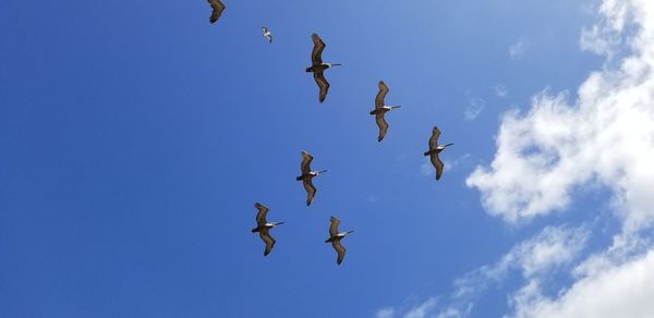 Low angle view of birds flying in sky