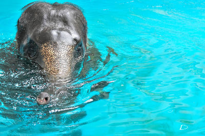 High angle view of turtle in swimming pool