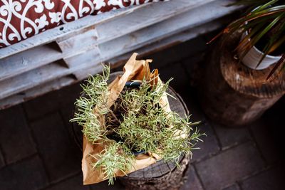 High angle view of potted plant