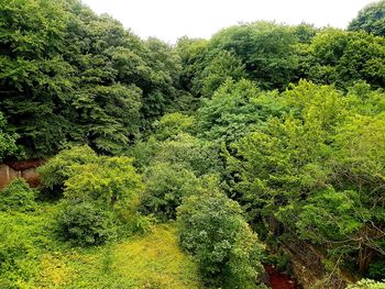 High angle view of trees in forest