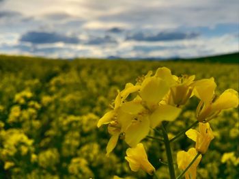 Yellow flowers growing in field