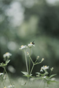 Close-up of insect on flower