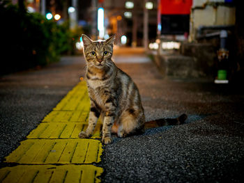 Portrait of cat sitting on footpath at night