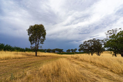 Yellow grass, hay field landscape on cloudy day