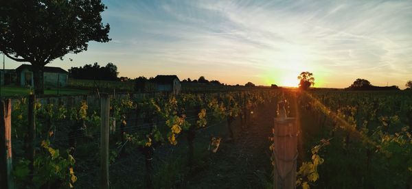 Plants growing on field against sky during sunset