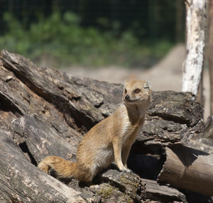 Close-up of mammal looking away on driftwood