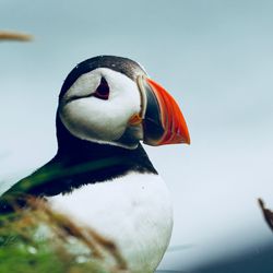 Close-up of bird against clear sky