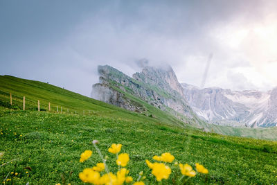 Scenic view of grassy field against sky