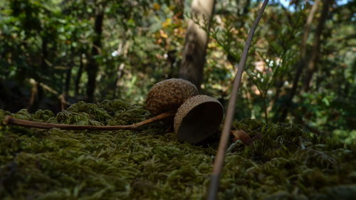 Acorns in a magic galicia forest