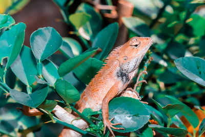 Close-up of a lizard