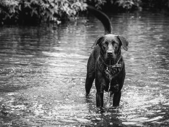 Portrait of dog standing in water