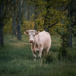 Dog standing on grassy field