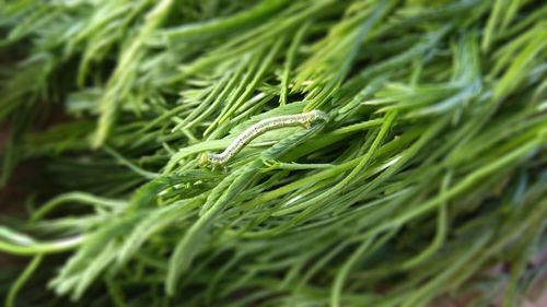 Close-up of crab on grass