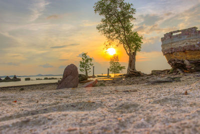 Scenic view of tree against sky during sunset