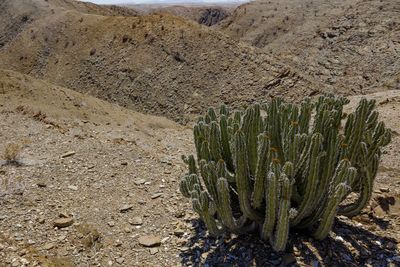 Cactus growing on field