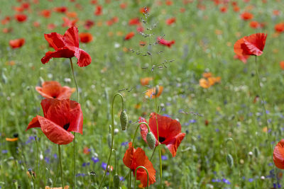 Close-up of red poppy flowers on field