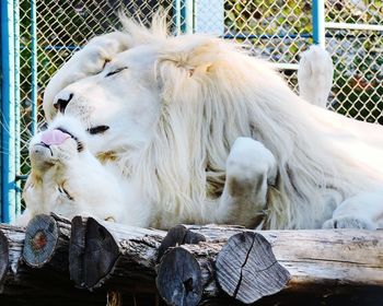 White cat in a zoo