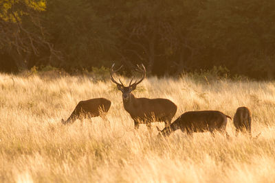 Group of deer in forest