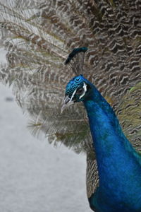 Close-up of peacock
