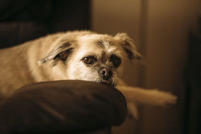 Close-up of dog at home