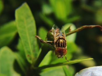 Close-up of insect on leaf