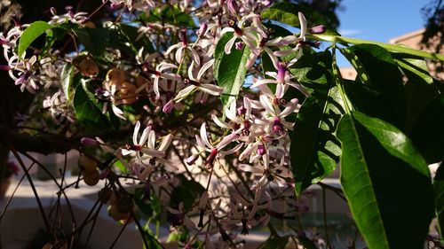 Close-up of flowers on branch