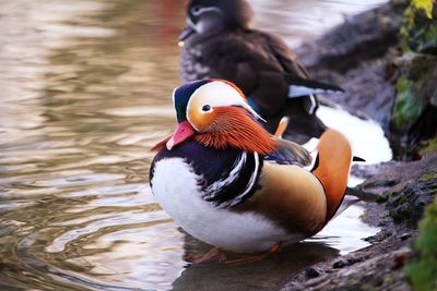 Close-up of duck swimming in lake