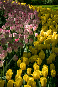 Close-up of yellow tulips growing on field