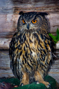 Close-up portrait of owl