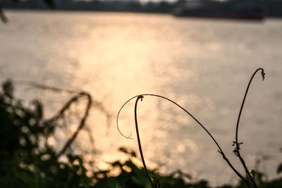 Close-up of plants against lake during sunset