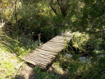 Walkway amidst trees
