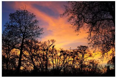 Silhouette of tree against dramatic sky