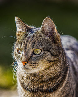 Close-up of cat